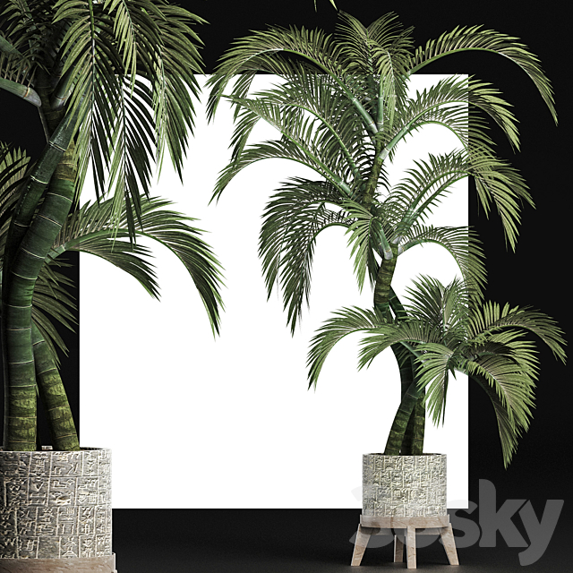 Plants Collection 162 Egyptian Palm 3DS Max Model - thumbnail 3