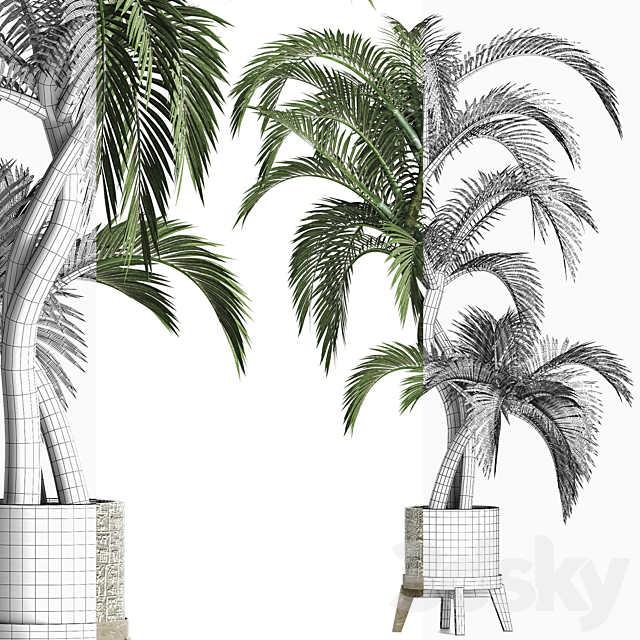 Plants Collection 162 Egyptian Palm 3DS Max Model - thumbnail 4