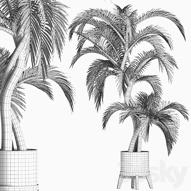 Plants Collection 162 Egyptian Palm 3DS Max Model - thumbnail 5