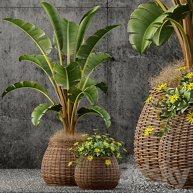 Plants collection 55 3ds Max - thumbnail 1