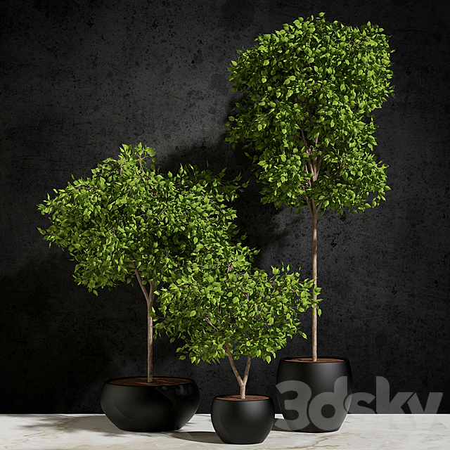 Plants Ficus Benjamin 3DSMax File - thumbnail 1