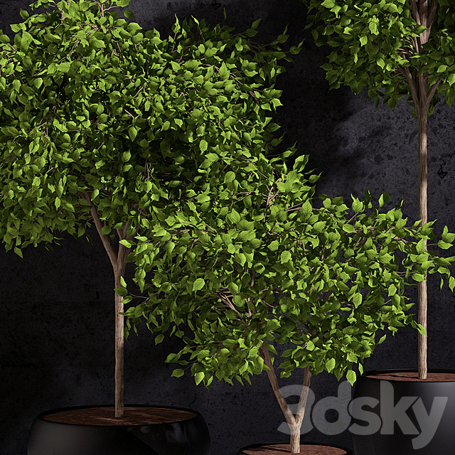 Plants Ficus Benjamin 3DSMax File - thumbnail 2