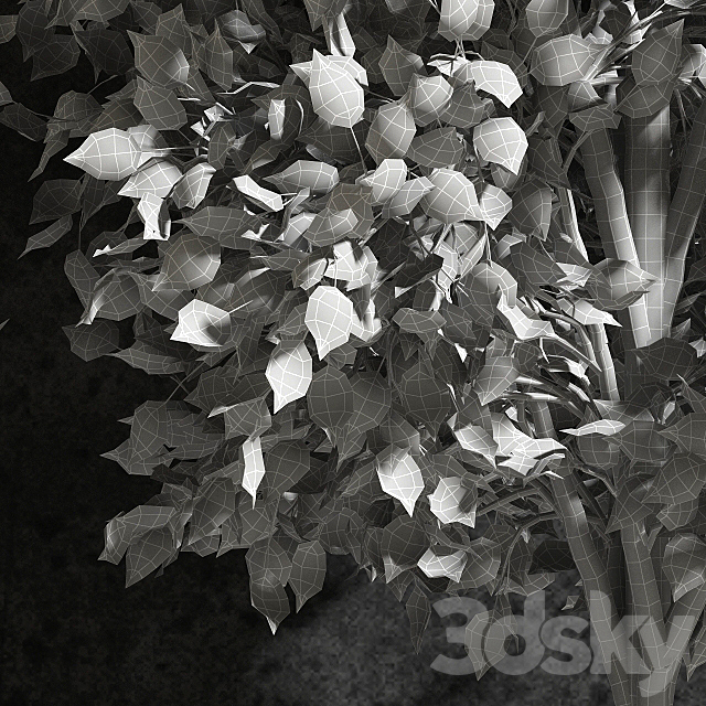 Plants Ficus Benjamin 3DSMax File - thumbnail 3