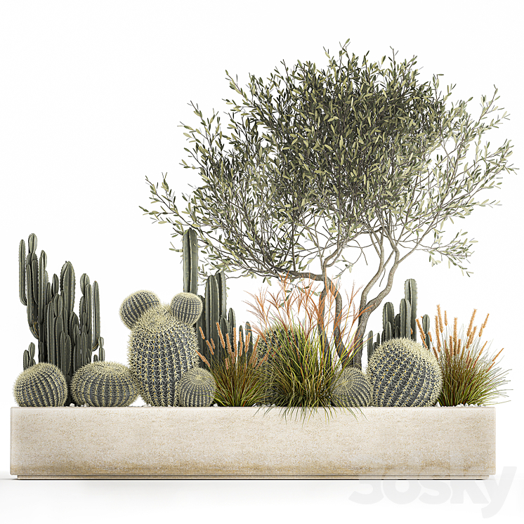 Plants from cacti reeds wood Olive olive Cereus. 1105. 3DS Max Model - thumbnail 1