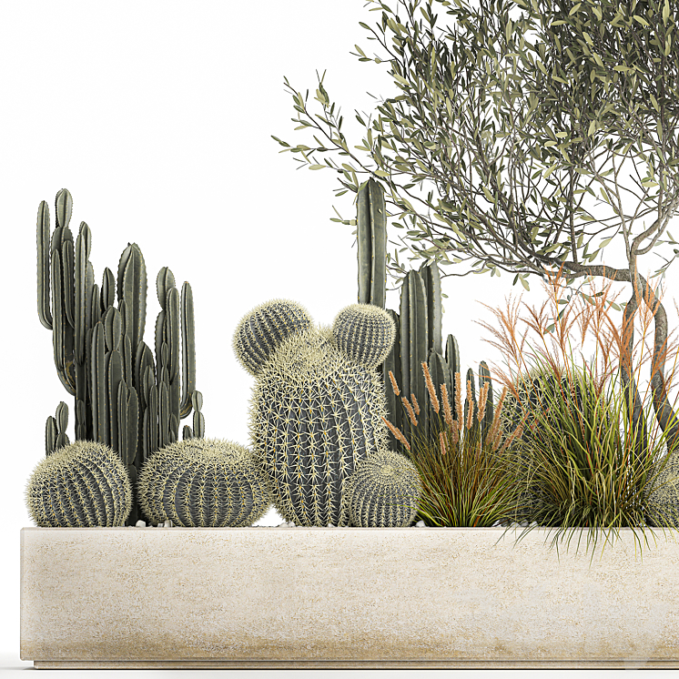 Plants from cacti reeds wood Olive olive Cereus. 1105. 3DS Max Model - thumbnail 2