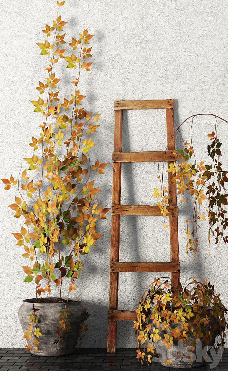 Plants in pots. Autumn leaves hanging plants pot flowerpot outdoor 3DS Max - thumbnail 2