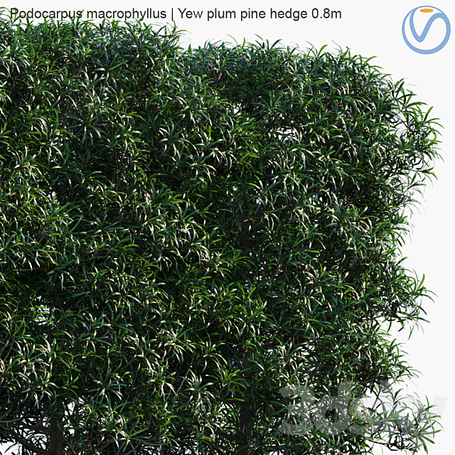 Podocarpus macrophyllus | Yew plum pine hedge 0.8m 3DS Max Model - thumbnail 2