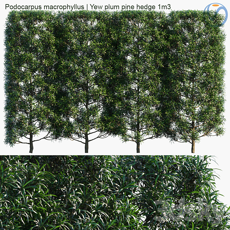 Podocarpus macrophyllus | Yew plum pine hedge 1m3 3DS Max - thumbnail 1