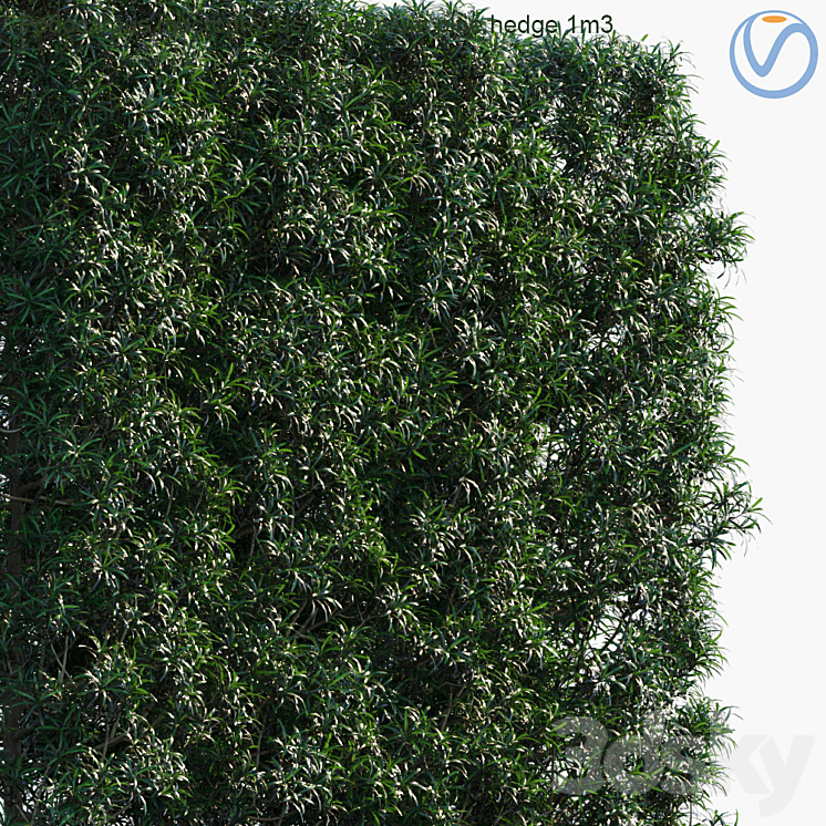 Podocarpus macrophyllus | Yew plum pine hedge 1m3 3DS Max - thumbnail 2