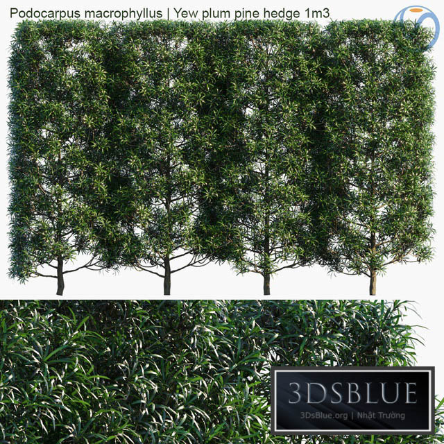 Podocarpus macrophyllus | Yew plum pine hedge 1m3 3DS Max - thumbnail 3