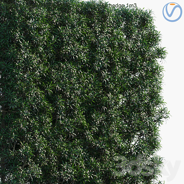 Podocarpus macrophyllus | Yew plum pine hedge 1m3 3DSMax File - thumbnail 2