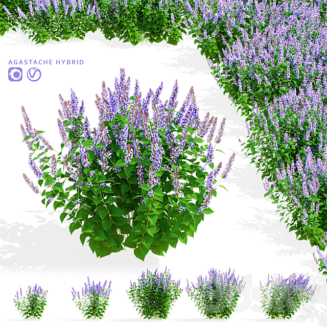 Polygon hybrid flowers | Agastache hybrid 3ds Max - thumbnail 1