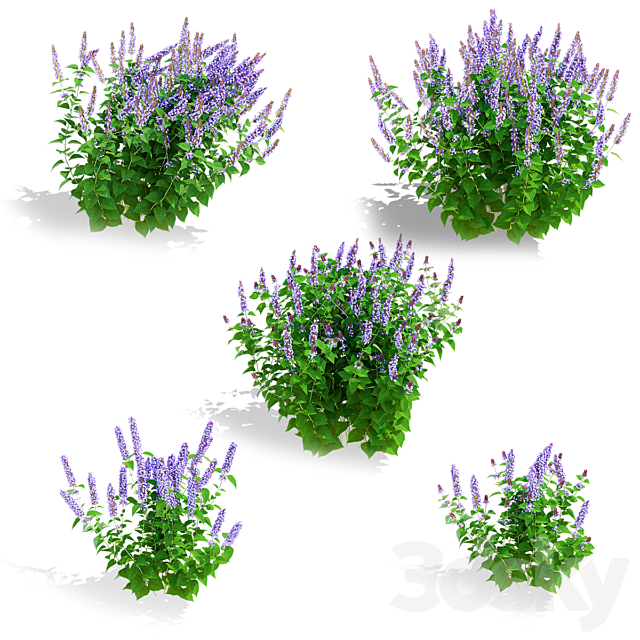 Polygon hybrid flowers | Agastache hybrid 3ds Max - thumbnail 2