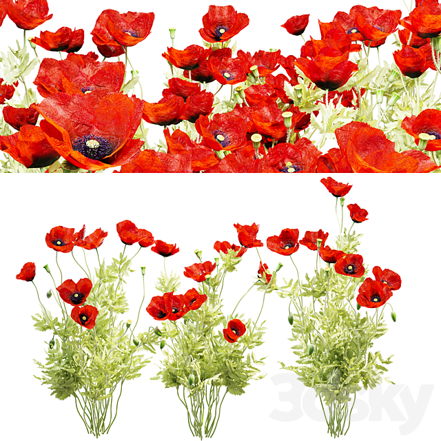 Poppy field 3ds Max - thumbnail 1