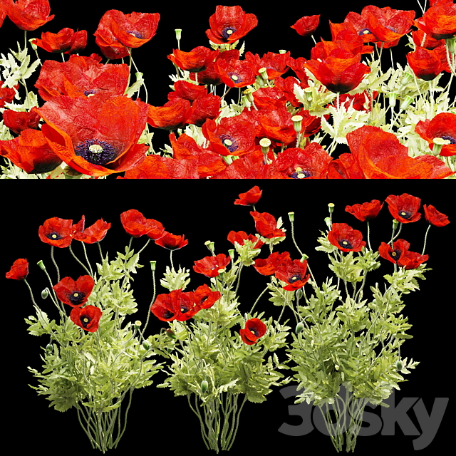 Poppy field 3ds Max - thumbnail 2