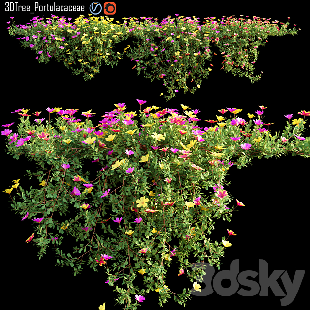 Portulacaceae 02 3ds Max - thumbnail 1