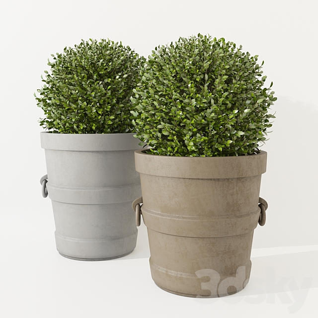 Potted Boxwood Restoration Hardware 3ds Max - thumbnail 1