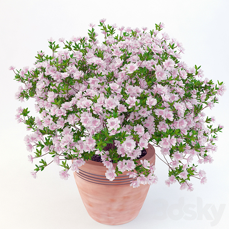 potted plant Azalea_001 3DS Max - thumbnail 1