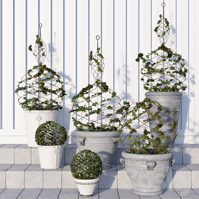 Pottery Barn _ Live Ivy Spiral Topiary 3DS Max Model - thumbnail 1