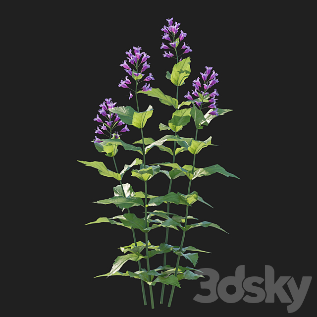 Prairie Penstemon pink 3ds Max - thumbnail 2