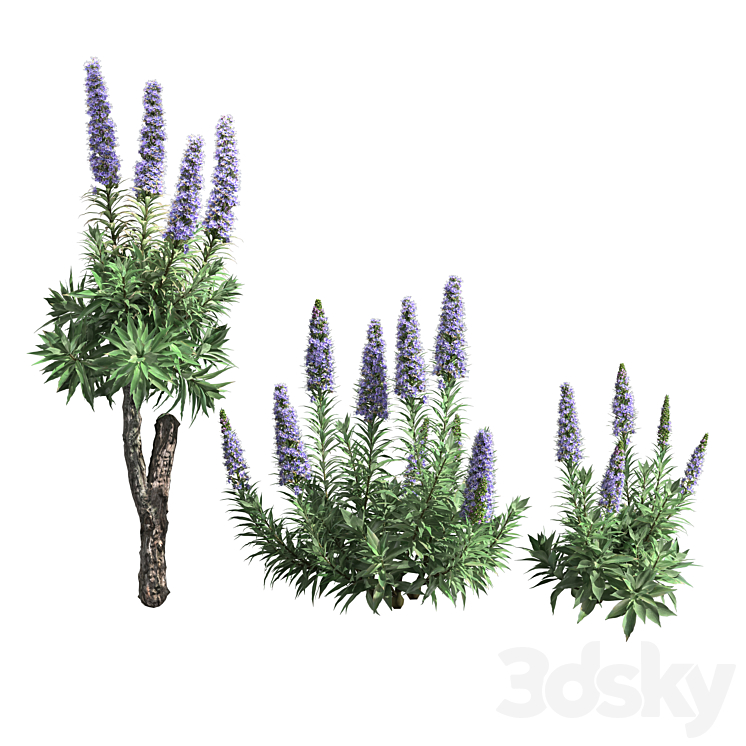 Pride of Madeira-Echium candicans 02 3DS Max - thumbnail 1