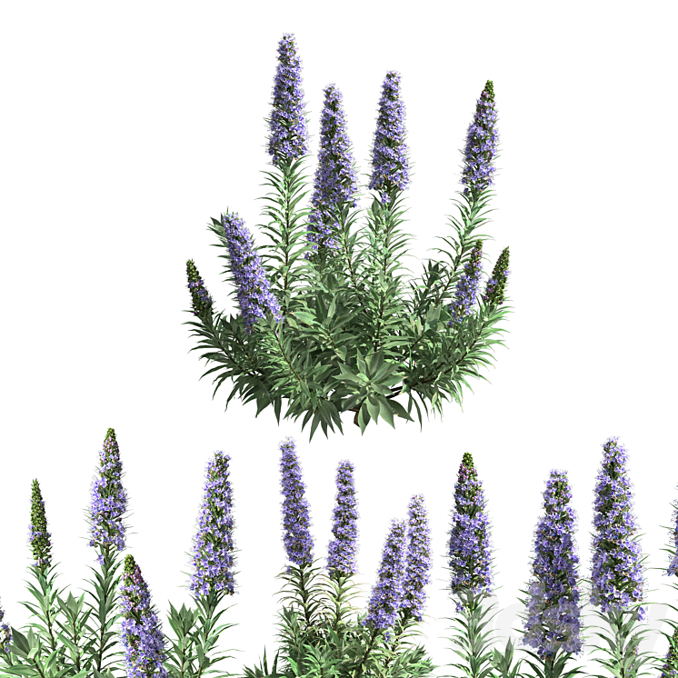 Pride of Madeira-Echium candicans 02 3DS Max - thumbnail 2