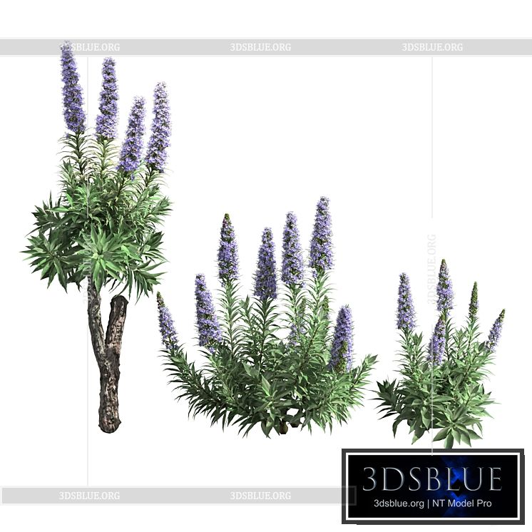 Pride of Madeira-Echium candicans 02 3DS Max - thumbnail 3