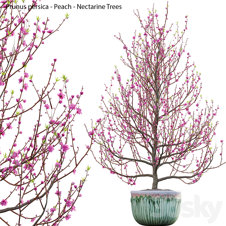 Prunus persica 3DS Max Model - thumbnail 1