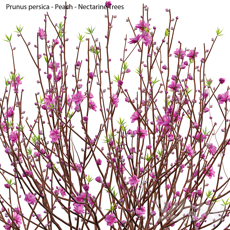 Prunus persica 3DS Max Model - thumbnail 2