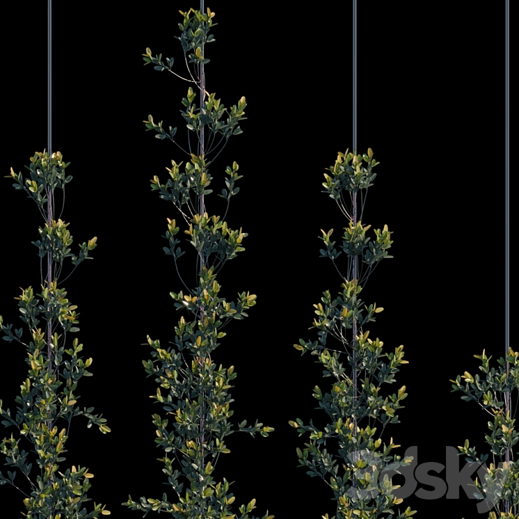 Pyracantha Firethorn vertical cordon 3DS Max - thumbnail 2