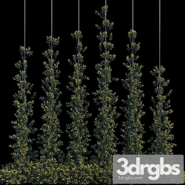 Pyracantha Firethorn Vertical Cordon 3dsmax Download - thumbnail 1