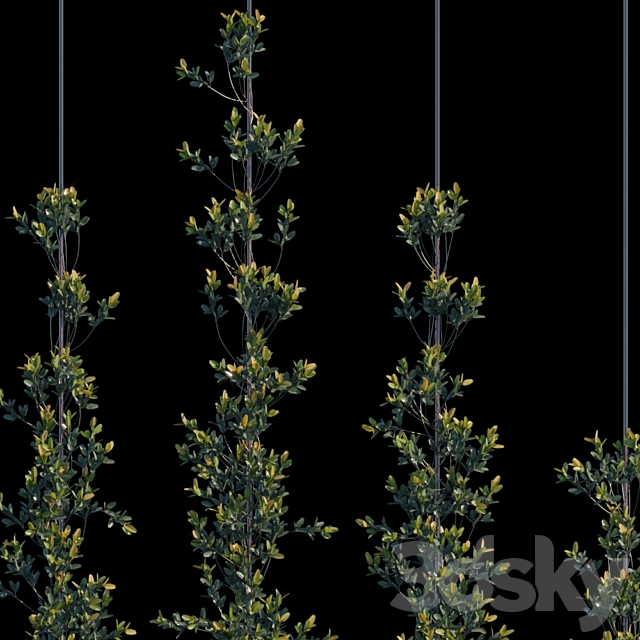 Pyracantha Firethorn vertical cordon 3DSMax File - thumbnail 2