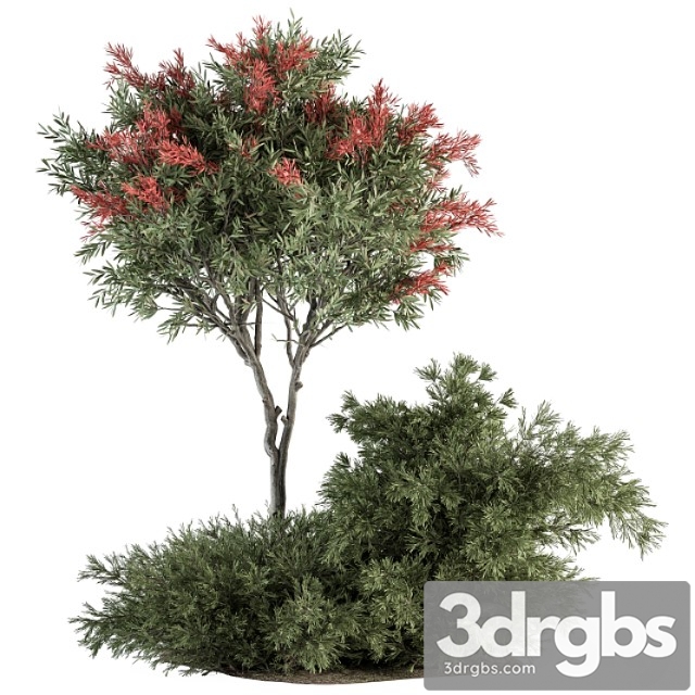 Red crape myrtle tree and bush – outdoor garden set 313 - thumbnail 1