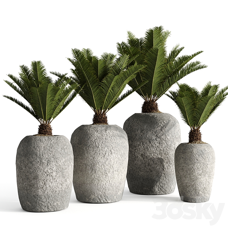 Restoration Hardware Cantera Planters With Sago Palm 3DS Max - thumbnail 1