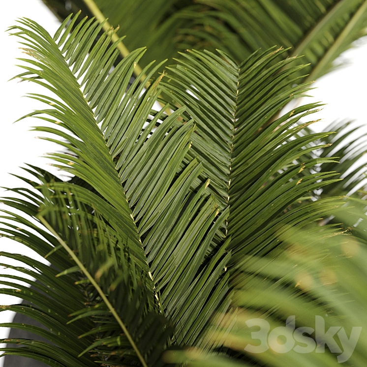 Restoration Hardware Cantera Planters With Sago Palm 3DS Max - thumbnail 2