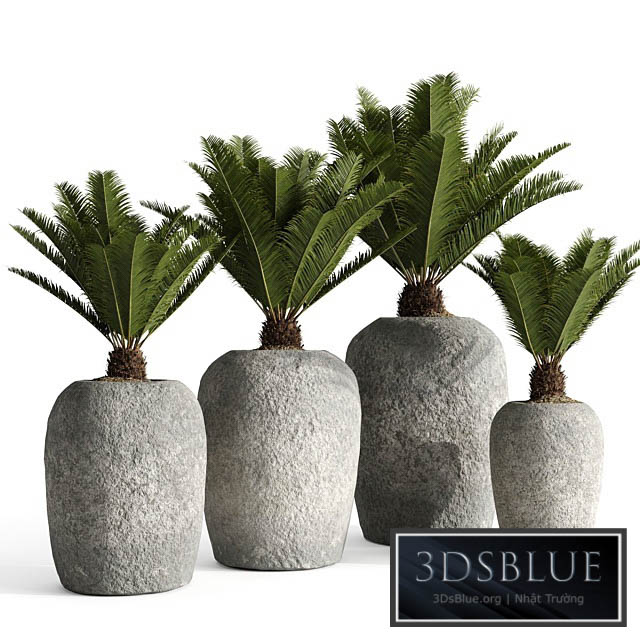 Restoration Hardware Cantera Planters With Sago Palm 3DS Max - thumbnail 3