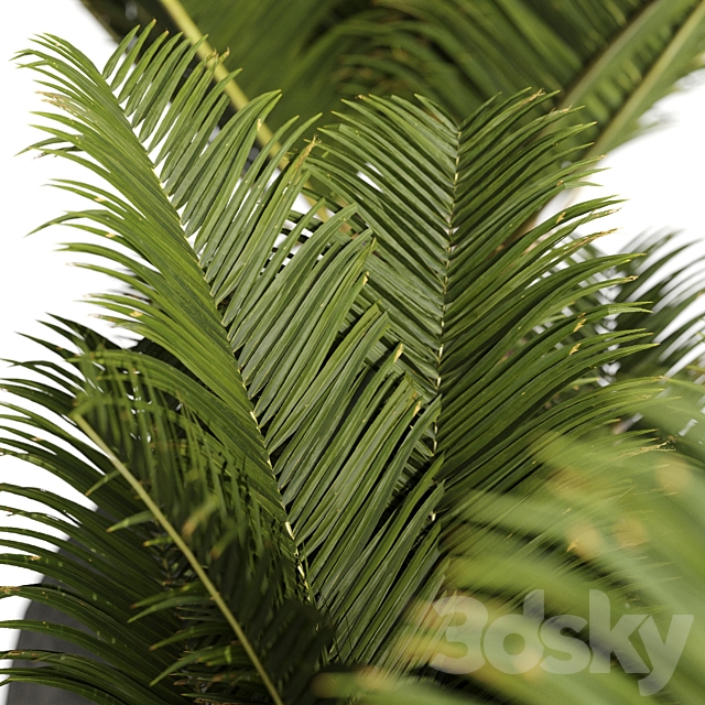 Restoration Hardware Cantera Planters With Sago Palm 3DSMax File - thumbnail 2