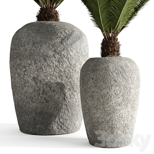 Restoration Hardware Cantera Planters With Sago Palm 3DSMax File - thumbnail 3