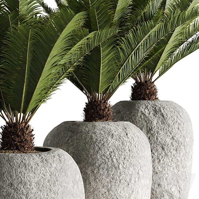 Restoration Hardware Cantera Planters With Sago Palm 3DSMax File - thumbnail 4