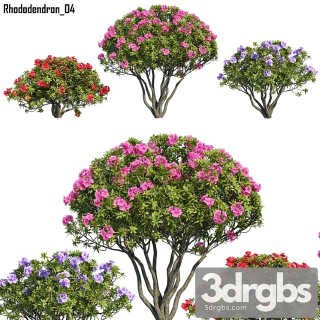 Rhododendron 04 - thumbnail 1