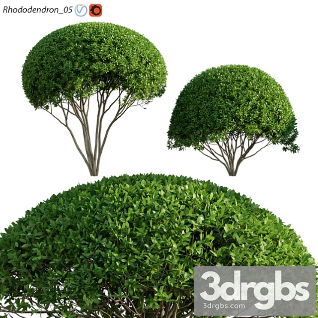 Rhododendron 05 3dsmax Download - thumbnail 1