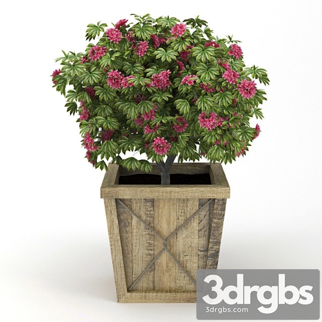 Rhododendron 1 3dsmax Download - thumbnail 1