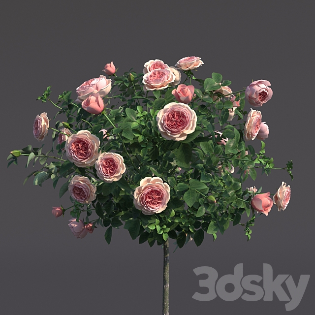 Rosa shtambovaya in a pot No. 2 3DS Max Model - thumbnail 4