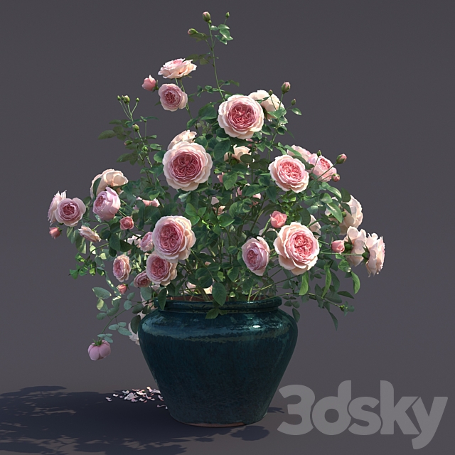 Rose bush in a flowerpot N1 3DSMax File - thumbnail 2