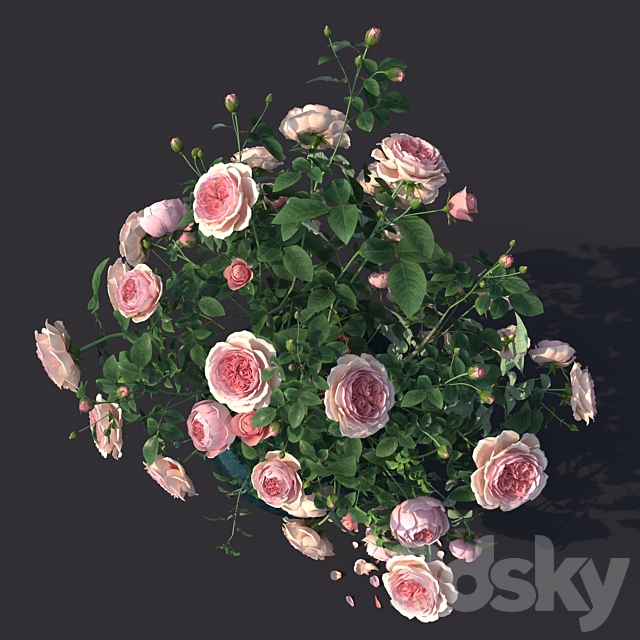 Rose bush in a flowerpot N1 3DSMax File - thumbnail 3