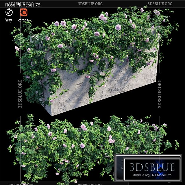 Rose plant set 75 3DS Max - thumbnail 3