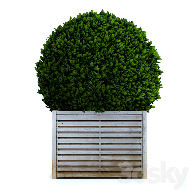 Round bush 3ds Max - thumbnail 1