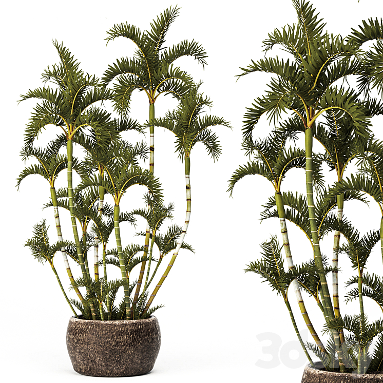 Roystonea decorative palm tree outdoor flowerpot pot bushes tropical exotic 3DS Max Model - thumbnail 3