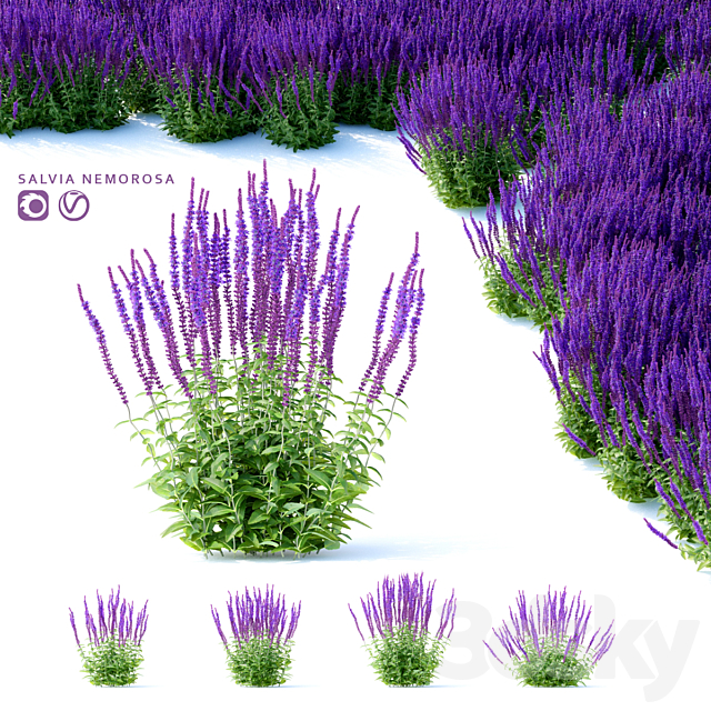 Sage Oak Flowers | Salvia nemorosa 3ds Max - thumbnail 1