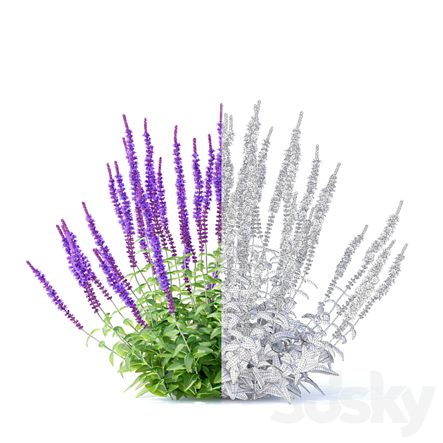 Sage Oak Flowers | Salvia nemorosa 3ds Max - thumbnail 2